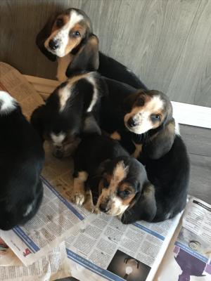 Adorable Bassett hound puppies, ready